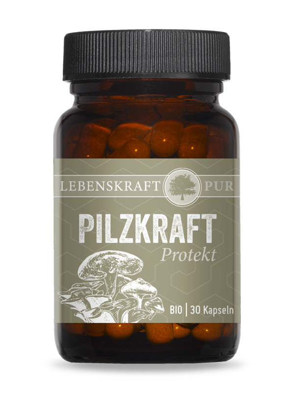 Bio Pilzkraft Protekt | Belebende Vitalpilzmischung – 100 % Bio-Qualität Bio Pilzkraft Protekt enthält eine sinnvolle Kombination der drei Vitalpilze Reishi, Maitake und Shiitake in 100 % Bio-Qualität. Die positiven Eigenschaften aller drei Vitalpilze sind in der Naturkunde unbestritten. Dabei weisen die in Bio Pilzkraft Protekt enthaltenen drei Vitalpilze ähnliche bzw. ineinander übergreifende Effekte auf, weshalb diese sich in ihrer Zusammensetzung perfekt ergänzen.